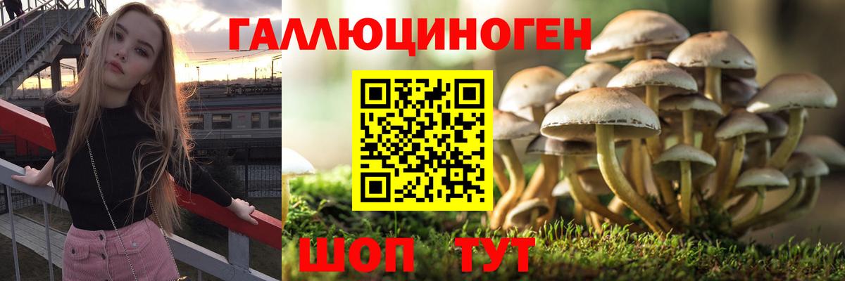 Хасавюрт  Псилоцибиновые грибы Psilocybe  Вход с VPN 